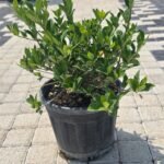 WhatsApp Image 2025-08-05 at 13.01.29 (3)