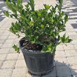 Gardenya (Gardenia jasminoides)