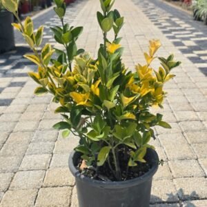 Gold Taflan (Euonymus japonicus aureo marginatus)