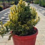 WhatsApp Image 2025-08-05 at 13.01.29 (4)