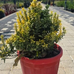 Çıtır Taflan ( Euonymus Microphyllus Aurea)
