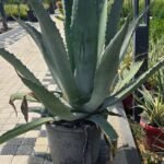 WhatsApp Image 2025-08-05 at 13.01.29 (5)