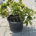 WhatsApp Image 2025-08-05 at 13.01.30