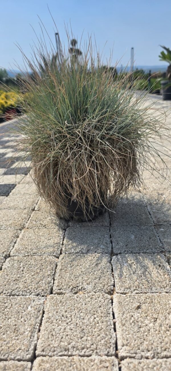 Mavi Çim (Festuca ovina 'Glauca')
