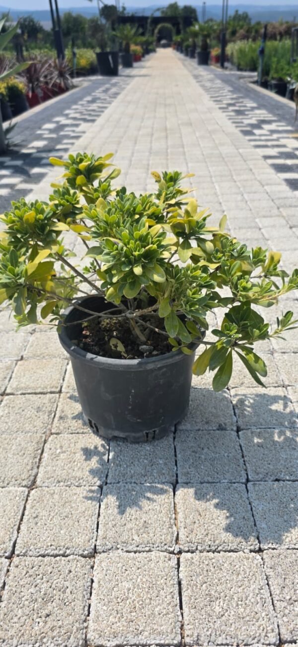 Pitosporum tobira nana