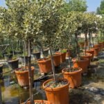 WhatsApp Image 2025-08-05 at 13.01.31