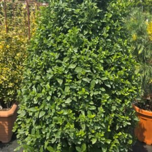 burfip bursa fidan peyzaj bahçe sulama sistemi